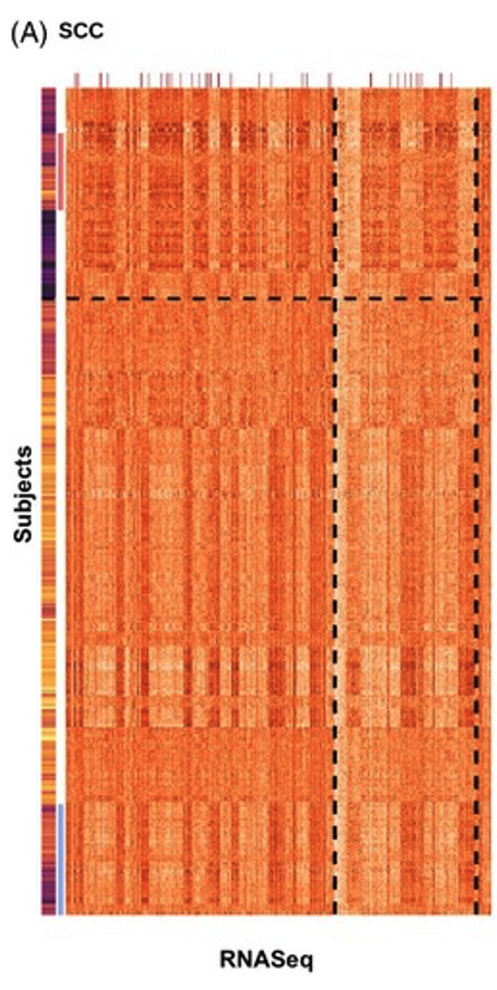 Clustering heatmap chart titled 'scc' showing RNASeq data on the axis and subject data on the y-axis. Orange grid with variations in intensity, divided into segments by dashed lines